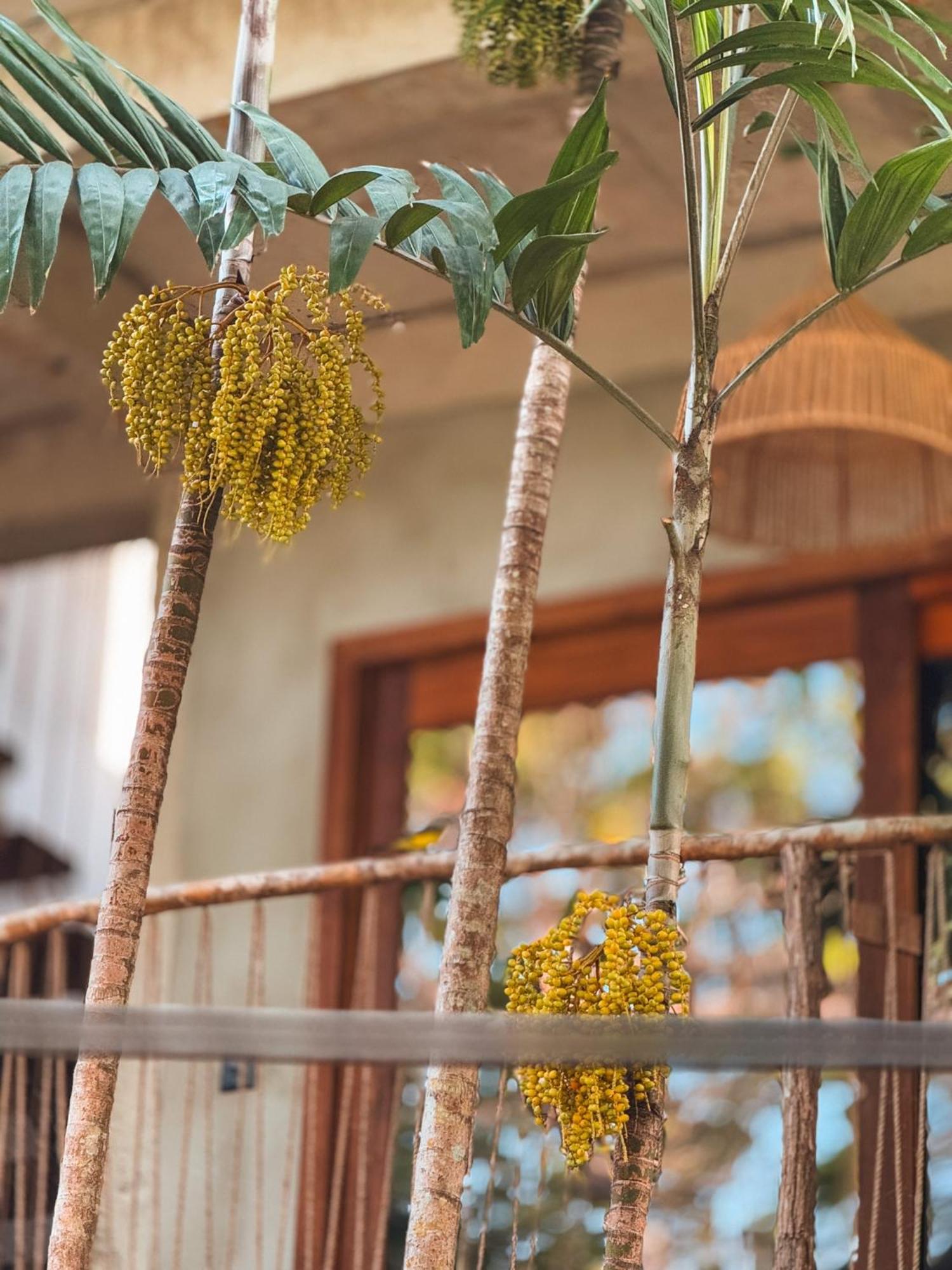 Villa Mango Jeri Jijoca de Jericoacoara Exterior foto